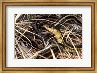 Framed Eastern Garter Snake