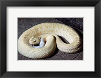 Framed Albino Rattlesnake