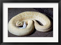 Framed Albino Rattlesnake