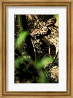 Framed Close-up of a snake on the branch of a tree