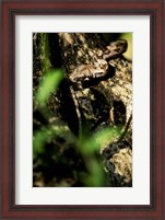 Framed Close-up of a snake on the branch of a tree
