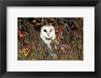 Framed Owl