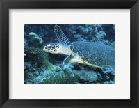 Framed Loggerhead Turtle