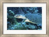 Framed Loggerhead Turtle