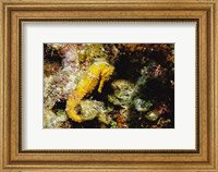 Framed Yellow Seahorse