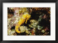 Framed Yellow Seahorse