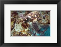 Framed Hawksbill Turtle