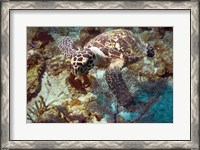 Framed Hawksbill Turtle