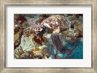 Framed Hawksbill Turtle