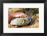 Framed Gopher Tortoise