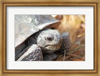 Framed Close-up of a Gopher tortoise