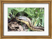 Framed Garter Snake