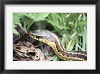 Framed Garter Snake