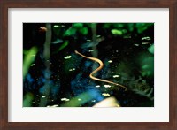 Framed Snake in the water