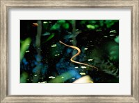 Framed Snake in the water