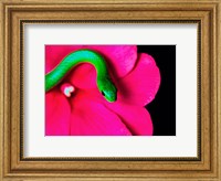 Framed Smooth Green Snake on a flower