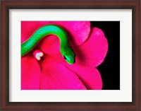 Framed Smooth Green Snake on a flower