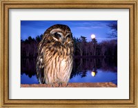 Framed Barred Owl perching on a log