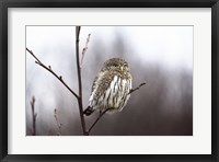 Framed Pygmy Owl