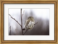Framed Pygmy Owl