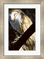 Framed Barn Owl Sleeping