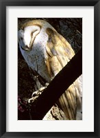 Framed Barn Owl Sleeping