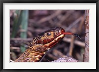 Framed Red-bellied Water Snake