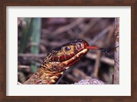 Framed Red-bellied Water Snake