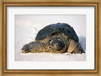 Framed Freshwater turtle on sand