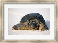 Framed Freshwater turtle on sand