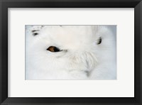 Framed Snowy Owl - eyes