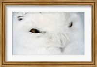 Framed Snowy Owl - eyes