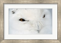 Framed Snowy Owl - eyes