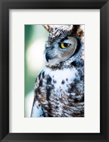 Framed Great Horned Owl Looking Off