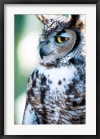 Framed Great Horned Owl Looking Off