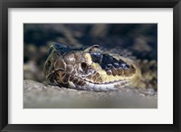 Framed Rattlesnake