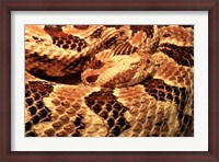Framed Canebrake Rattlesnake