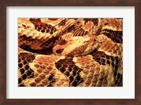 Framed Canebrake Rattlesnake