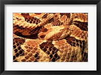 Framed Canebrake Rattlesnake