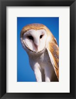 Framed Barn Owl Close Up