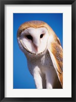 Framed Barn Owl Close Up