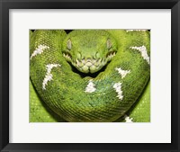 Framed Green Boa Snake