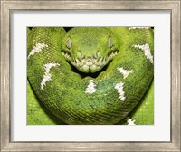 Framed Green Boa Snake