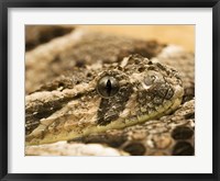 Framed Bitis Arietans Snake Eye