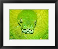 Framed Emerald Tree Boa Snake Head