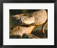 Framed Rattle Snake