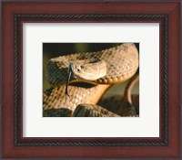 Framed Rattle Snake