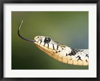 Framed European Grass Snake Closeup of Face