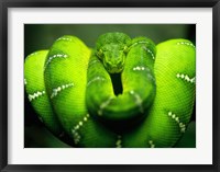 Framed Green Emerald Tree Python Snake
