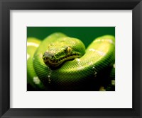 Framed Light Green Emerald Tree Boa Snake